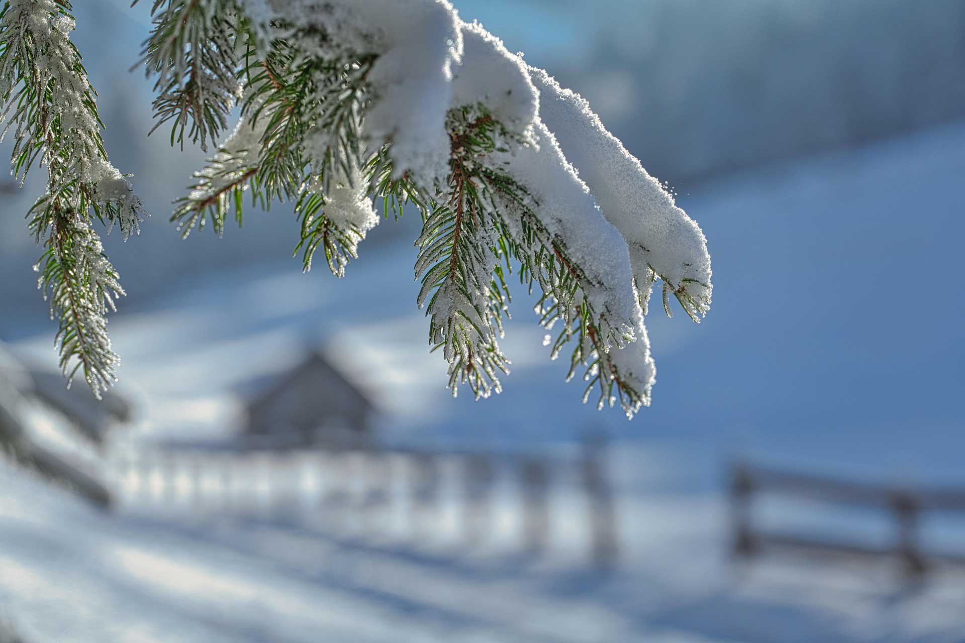 A photo of some snow settling on a tree branch, with a snowy landscape in the background.